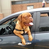 Entry image for Odin