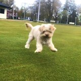 Entry image for Honey Bunny