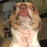 Entry image for Carlos