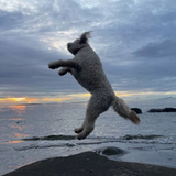 Entry image for Dolly Pawton 