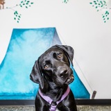 Entry image for Bunny