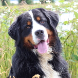 Entry image for Theodore 