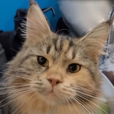 Entry image for Fitty (the Fitness Kitty)