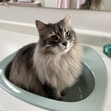 Entry image for Chester