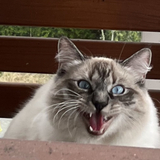 Entry image for Mandu