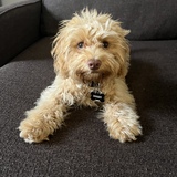 Entry image for Bogey 