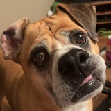 Entry image for Rocco