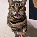 Entry image for Nori