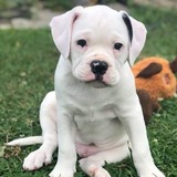 Entry image for Odin