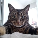 Entry image for Romeo