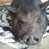 Entry image for Albert Einswine