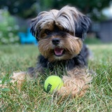 Entry image for Seamus