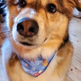 Entry image for Buddy