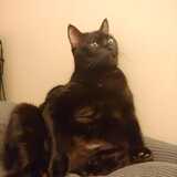 Entry image for Noir