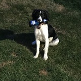 Entry image for Pixie