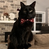 Entry image for Theo