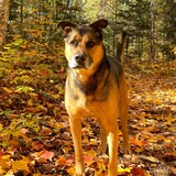 Entry image for Molsie