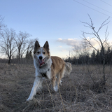 Entry image for Finnegan