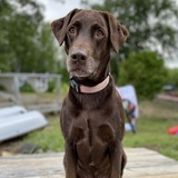 Entry image for Stella