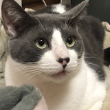 Entry image for Silver