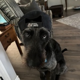 Entry image for Luna