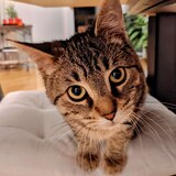 Entry image for Tofu