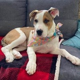 Entry image for Lola