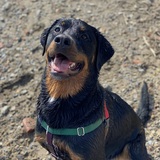 Entry image for Beans