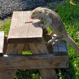 Entry image for RUSTLE