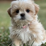 Entry image for Bailey