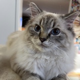 Entry image for Howl