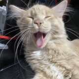 Entry image for Cheddar