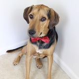 Entry image for Oliver