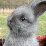 Entry image for Smokey Hollow’s Eva