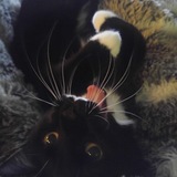 Entry image for Mulberry 