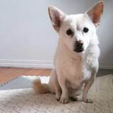 Entry image for Tali