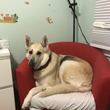 Entry image for Brando