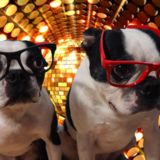 Entry image for Kumba and Kidogo