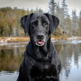 Entry image for Rogue