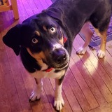 Entry image for Orion