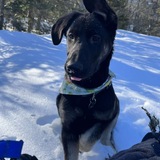 Entry image for Harley