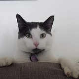 Entry image for Jullian