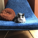 Entry image for Belly