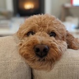 Entry image for Pugly