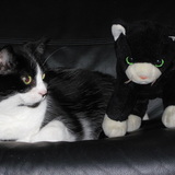 Entry image for Sylvester and friend