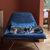 Entry image for Monkey and Belly