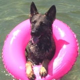 Entry image for Gabby