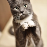 Entry image for Finnigan