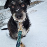 Entry image for Archie