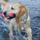 Entry image for Patrick 